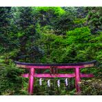 Torii in the woods