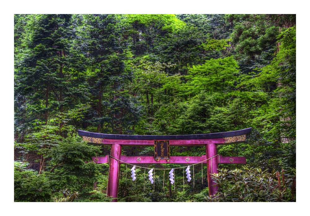 Torii in the woods