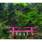 Torii in the woods