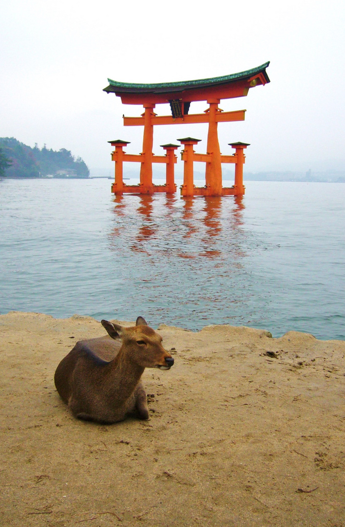 Torii vor der Insel Miyajima