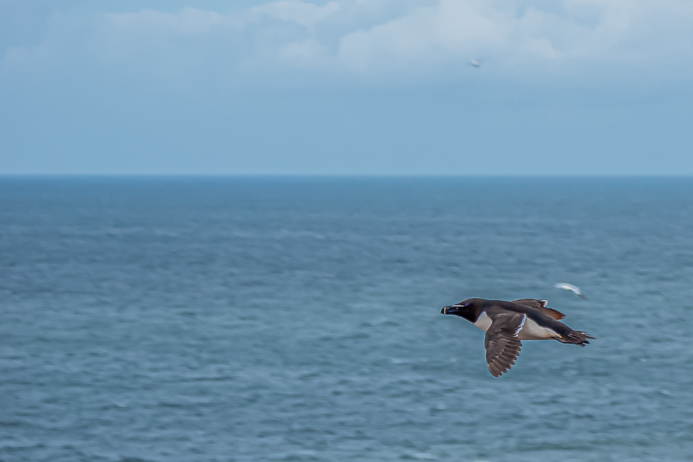 torkalk im flug