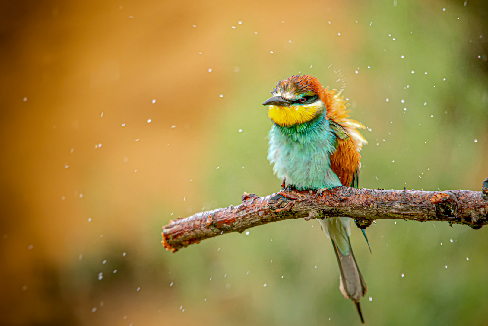 Tormenta