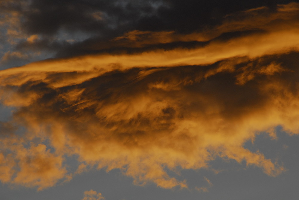 tormenta de amarillos en el atardecer