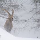 Tormenta nel bosco !!