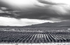 TORMENTEA SOBRE EL VIÑEDO