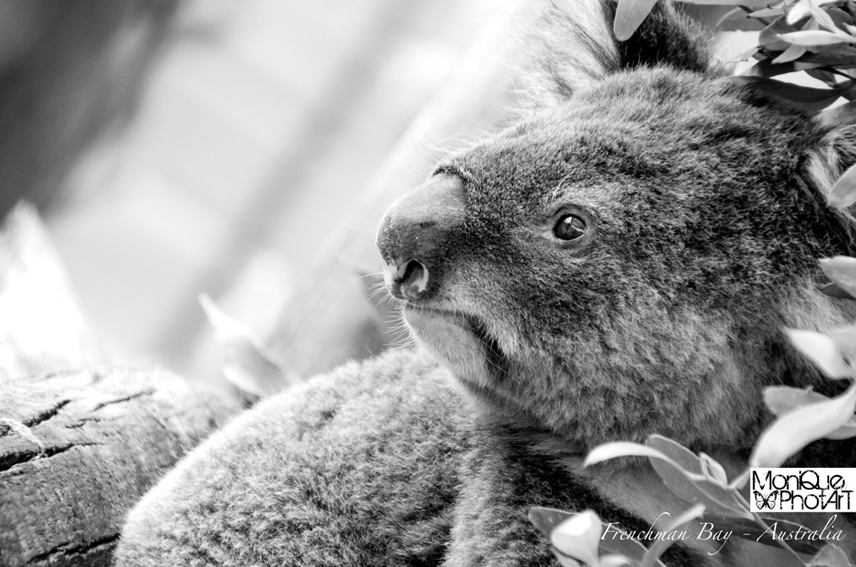 Torndirrup NP Koala