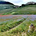 Torneremo a Castelluccio di Norcia (PG)