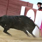 Toro bravo contra un burladero