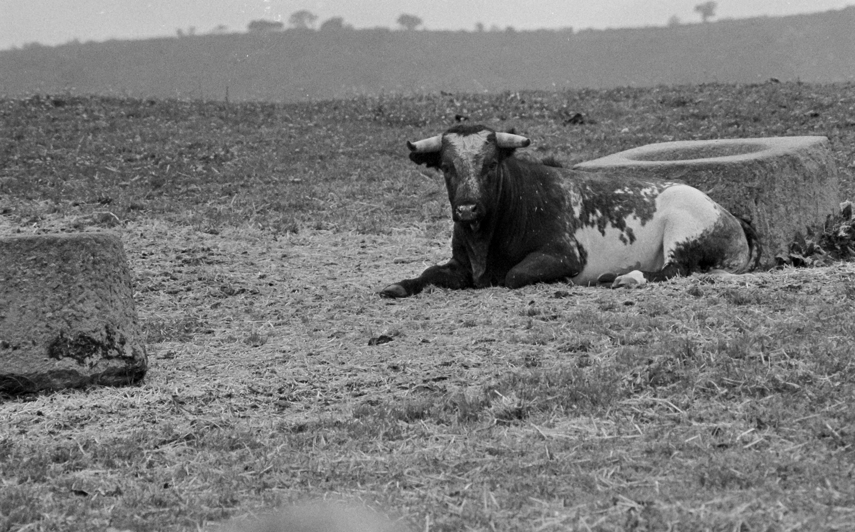 TORO DE LIDIA