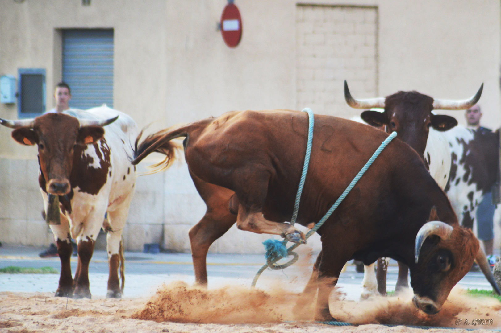 Toro en sentido contrario