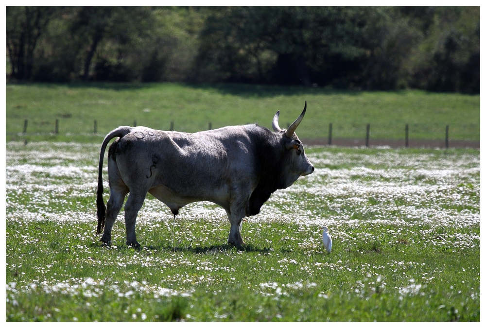 Toro maremmano e airone guardabuoi