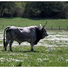 Toro maremmano e airone guardabuoi