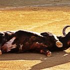 Toro muerto en la plaza