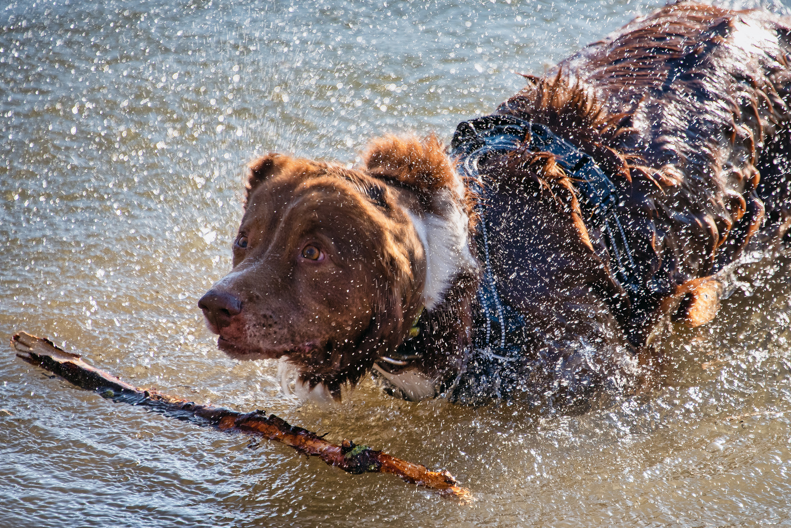 Toro spielt im Wasser