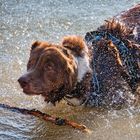 Toro spielt im Wasser