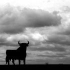 Toro y tormenta.