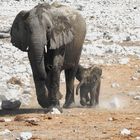 Toröööö, einen schönen Sonntag wünscht der kleine Tembo