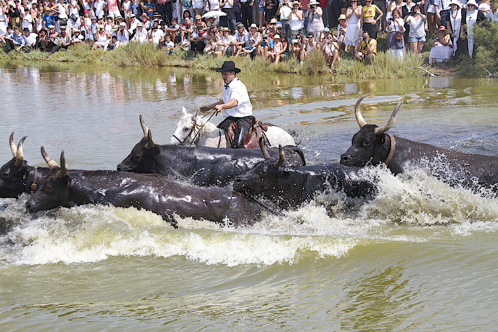 toros