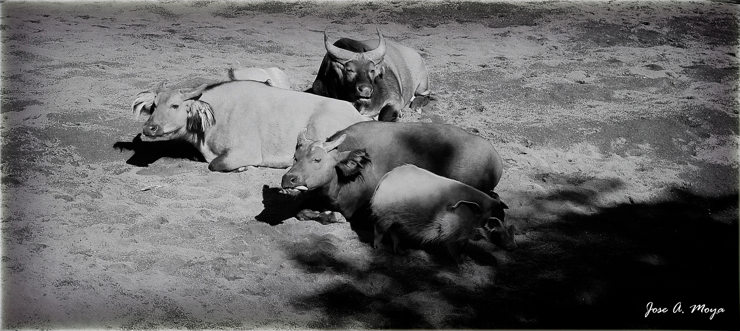 Toros africanos