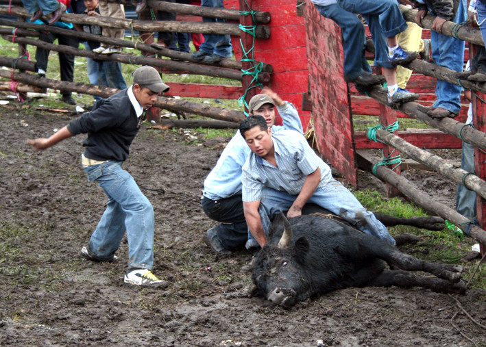 toros de mi pueblo