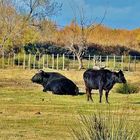 "Toros" Espagnols"