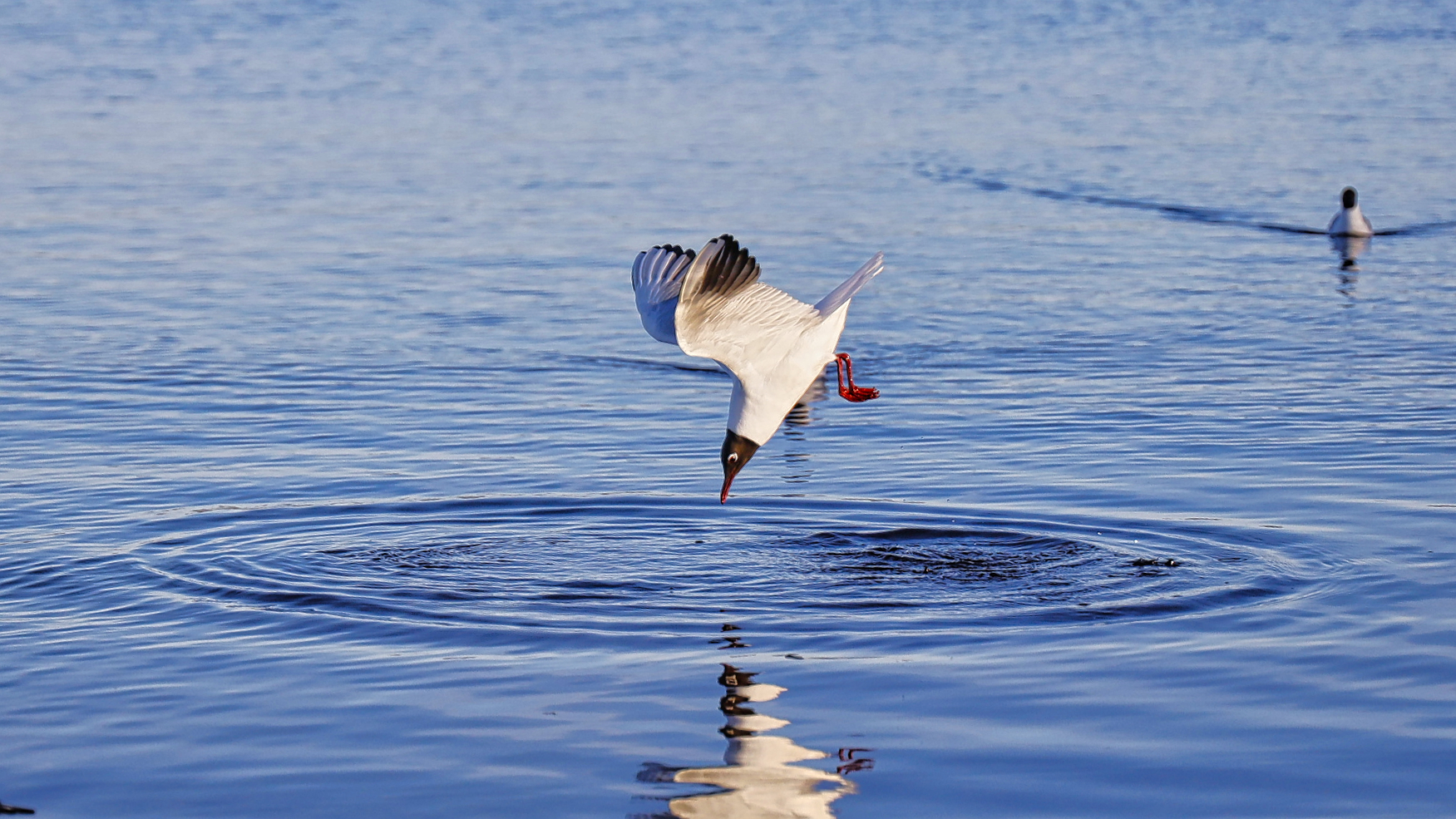 Torpedo Foto & Bild tiere, wildlife, wild lebende vögel Bilder auf