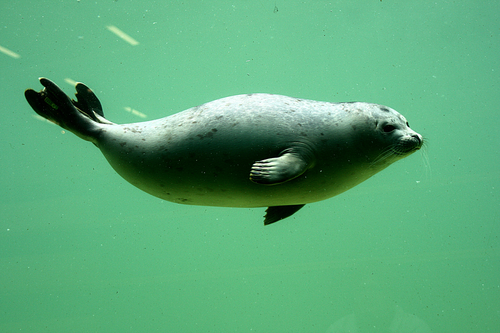 Torpedo in Norden-Norddeich