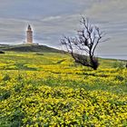 Torre di Hercules