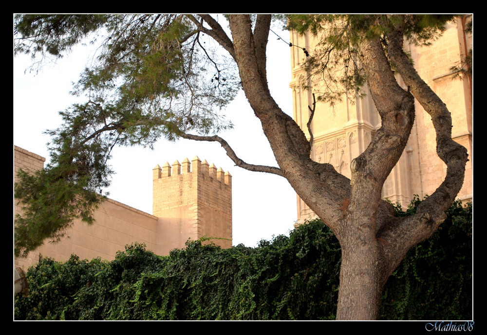 Torre entre pino