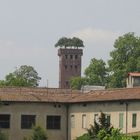 Torre Guinigi