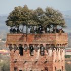 Torre Guinigi