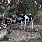 Torre und der Hühnerbaum