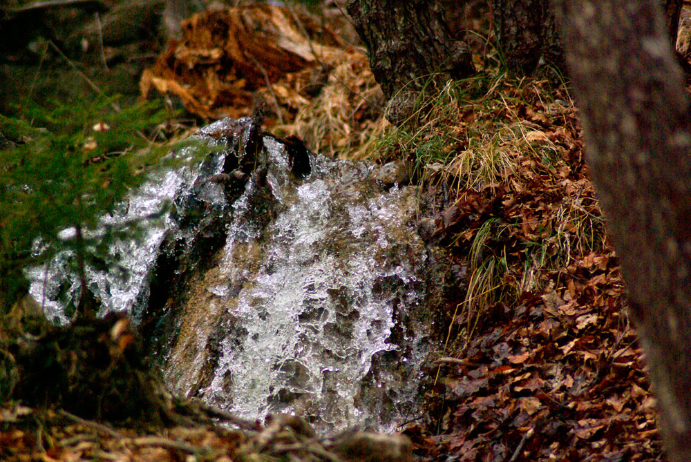 torrent dans la forêt