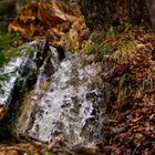 torrent dans la forêt