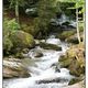 Torrent de montagne