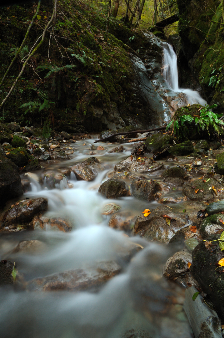 torrente