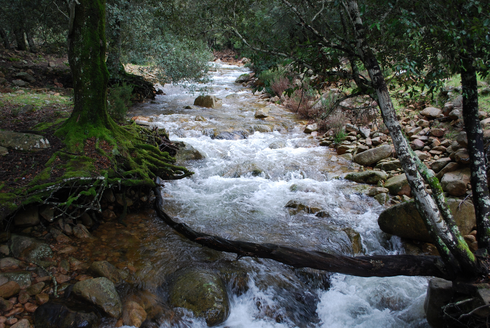 torrente