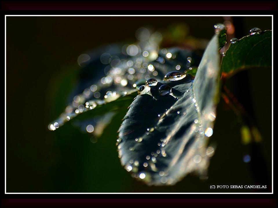 TORRENTE DE DIAMANTES