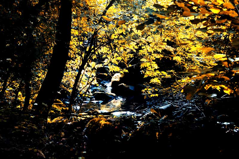 Torrente del Casentino