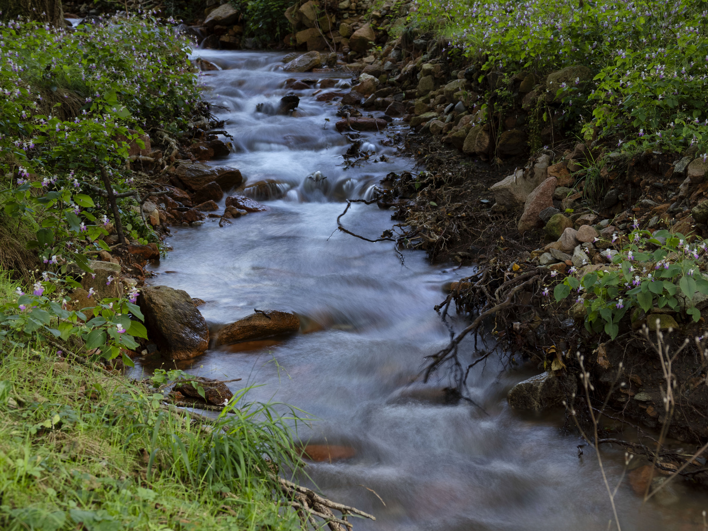 Torrente Rio Campane di Ghirla