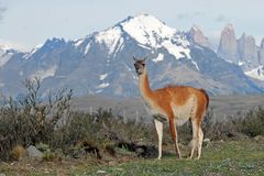 TORRES DEL PAINE