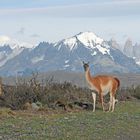 TORRES DEL PAINE