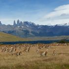 Torres del Paine