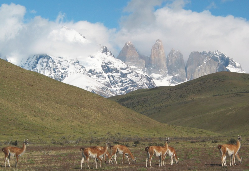 Torres del Paine, Chile - Guanacos & die Türme in voller Schönheit