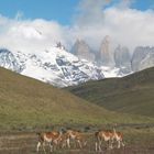 Torres del Paine, Chile - Guanacos & die Türme in voller Schönheit