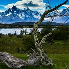 Torres del Paine                                        DSC_6068-3