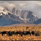 TORRES DEL PAINE