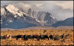 TORRES DEL PAINE