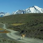 Torres del Paine - Guanako