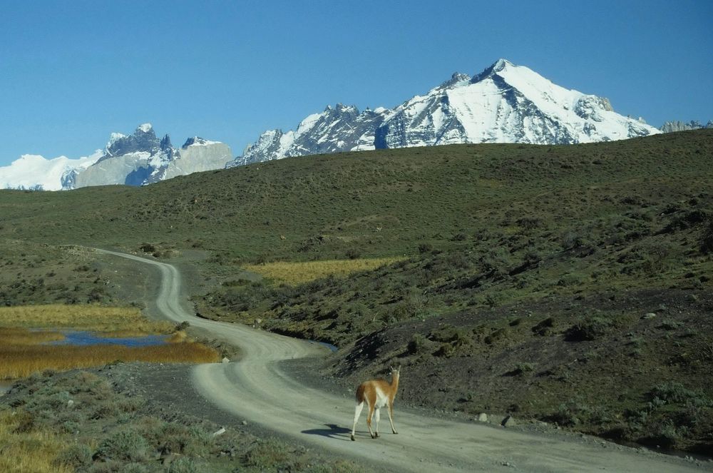 Torres del Paine - Guanako